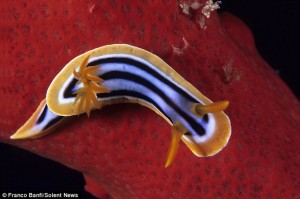 Színes idegen élőlények a tenger fenekén: víz alatti csigák, melyek a fényes testüket használják páncélnak.