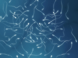 Mi mindenre jó a sperma?
