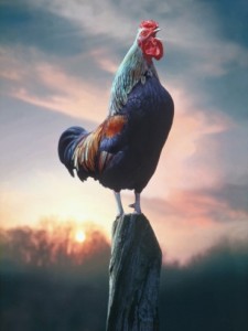 g-baden-rooster-crowing-at-dawn-225x300
