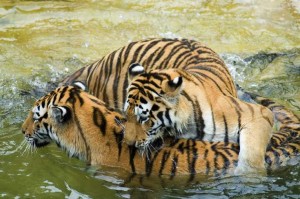 Új tigris rezervátumot létesítenek Indiában