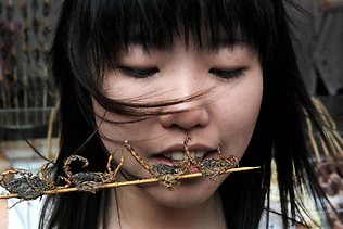 467972-girl-eating-insects