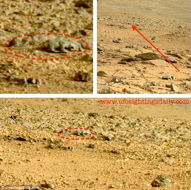A Marson élő gyíkot találtak?