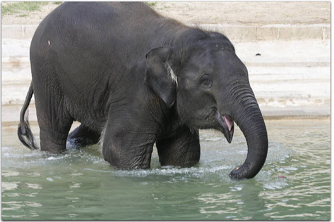 Még az elefántok sem bírják a meleget