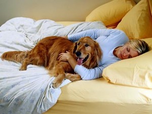 Egy ágyban a kutyával