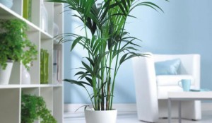 guide_indoor_plants_blog_article_mood-300x174
