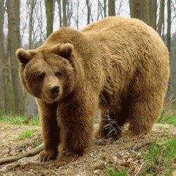 Veszélyes barnamedve kószálhat a Börzsönyben