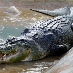 Elfogták a világ legnagyobb krokodilját
