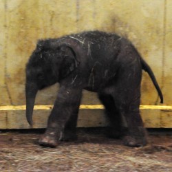 Elefántbébi született a Budapesti Állatkertben