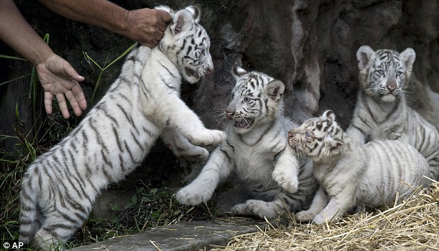 Ritka fehér tigrisek Argentínában