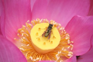 A méhkaptár termékei közül összetételében, és betegségekre gyakorolt hatásában kiemelkedik a méhpempő