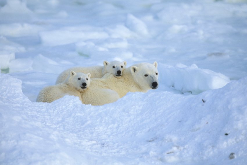 Polar Bear Family Resting Cape Churchill Manitoba Canada Winter Portrait