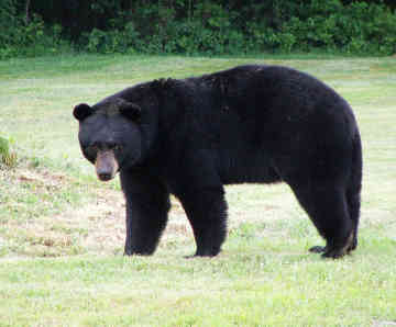 black-bear-returning